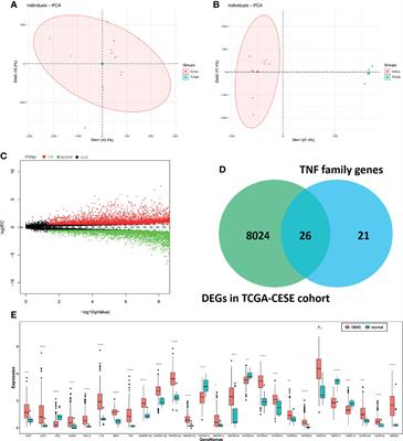 Comprehensive Molecular Analyses of a TNF Family-Based Gene Signature as a Potentially Novel Prognostic Biomarker for Cervical Cancer